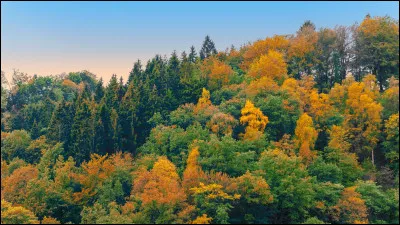 Aimes-tu &ecirc;tre dehors en for&ecirc;t ou dans un grand jardin ?