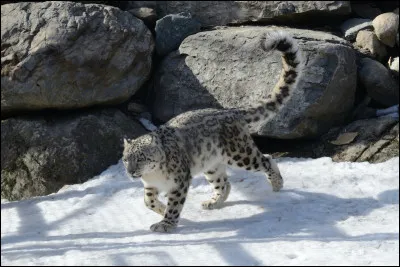 Quel autre nom est aussi donn&eacute; &agrave; la panth&egrave;re des neiges ?