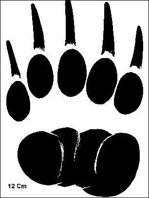 Quelle patte a laiss cette empreinte ?