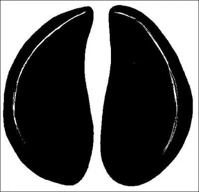 Quelle est cette patte ?