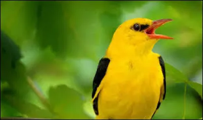 Sa ... est si belle qu'elle attire les oiseaux.