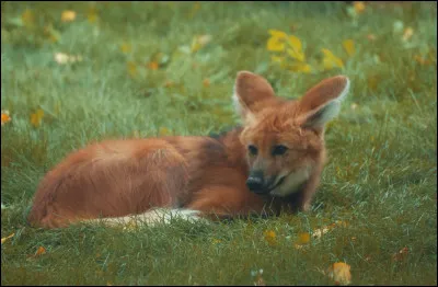Il vivait dans des terriers laiss&eacute;s par des manchots ou d'autres animaux ; il n'en creusait pas lui-m&ecirc;me. Il a disparu en 1876.