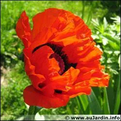 Quelle est cette fleur ?