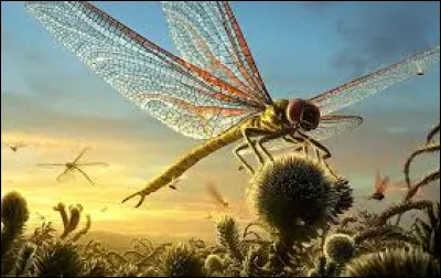 Top : Insecte pr&eacute;historique, ayant l'aspect d'une libellule g&eacute;ante, j'ai v&eacute;cu &agrave; l'&eacute;poque du carbonif&egrave;re (entre -360 et -300 millions d'ann&eacute;es), je suis...
