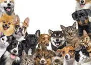 Quiz Animaux « heureux » en culture G