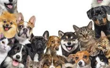 Quiz Animaux