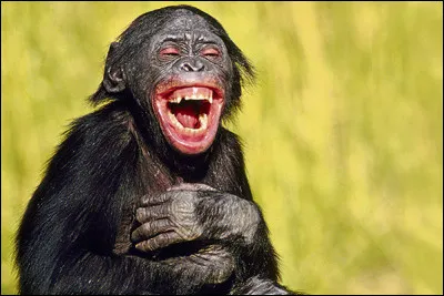 L&rsquo;ADN du chimpanz&eacute; est tr&egrave;s proche du n&ocirc;tre, tout le monde le sait mais &agrave; quel point est-il similaire ?