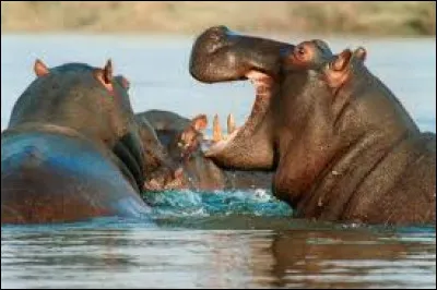Combien de temps maximum l&rsquo;hippopotame peut-il rester sous l&rsquo;eau ?