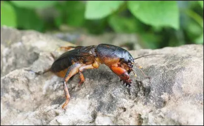 Quel est cet insecte dont le nom vient d'un mot du vieux fran&ccedil;ais signifiant jardin ?