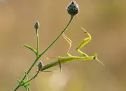 Quiz Vrai ou faux : les insectes