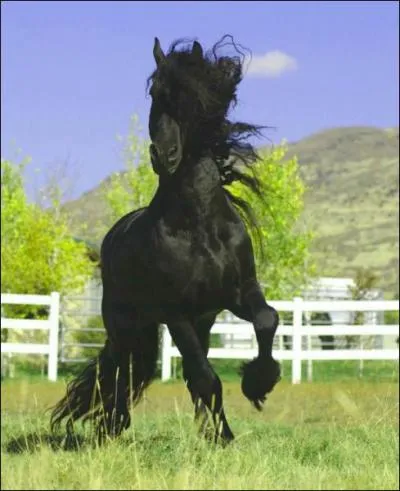 Quelle est cette race ?