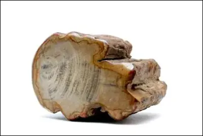 Le bois fossilis&eacute; : que repr&eacute;sente-t-il symboliquement ?