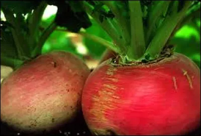 Que signifie l'expression suivant : "Avoir du sang de navet" ?