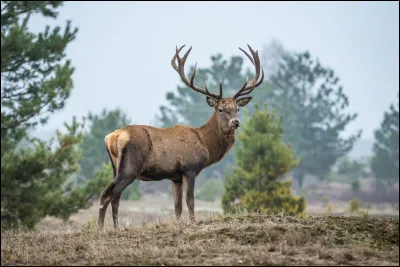 Quel est-il ? (Ne vous fiez toujours pas &agrave; l'image.)