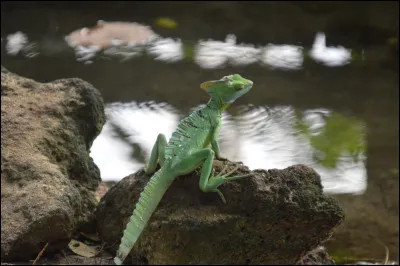 Quelle est la particularit&eacute; du l&eacute;zard de J&eacute;sus ?