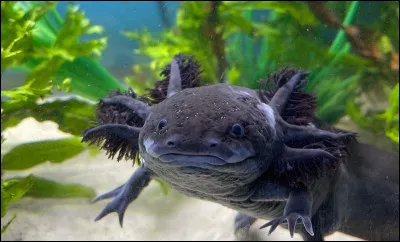 De quelle classe d'animaux, l'axolotl fait partie ?