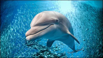 Quelle est la classe d'animaux du dauphin ?