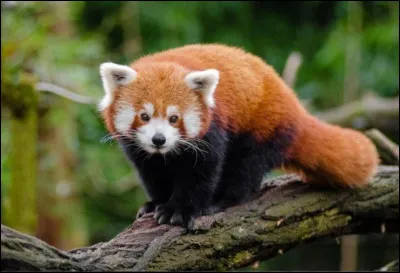 Et que penses-tu de ce petit panda roux ?