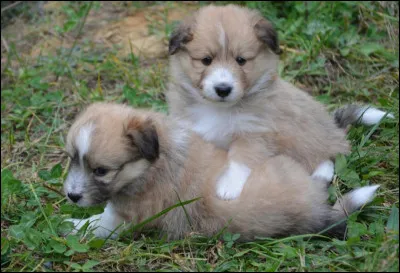 Ces deux b&eacute;b&eacute;s sont trop mignons, n'est-ce pas ?