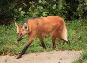 Quiz Le loup à crinière