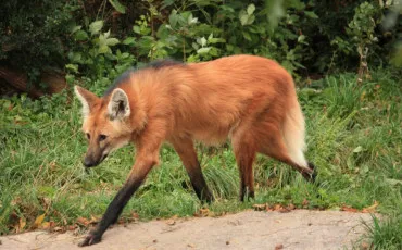 Quiz Renards