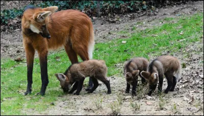 Combien de petits par port&eacute;e le loup &agrave; crini&egrave;re a-t-il en g&eacute;n&eacute;ral ?