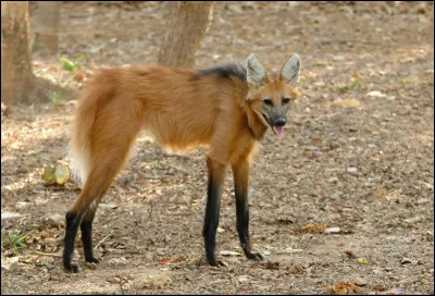 Quelle est la taille au garrot d'un loup &agrave; crini&egrave;re ?