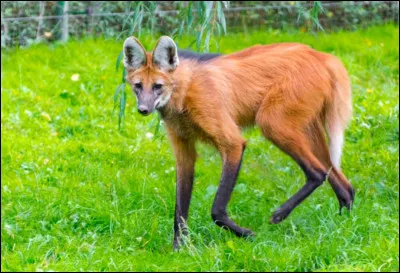 Quel est le mode de vie social d'un loup &agrave; crini&egrave;re ?