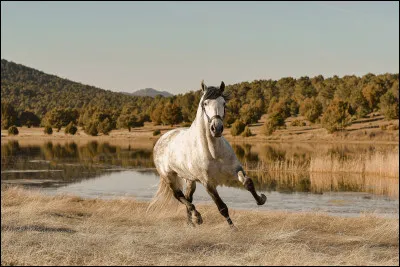 Quelles sont les trois allures principales du cheval ?