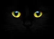 Test Créer ton chat - Partie II : Tes yeux