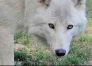Quiz Le loup arctique