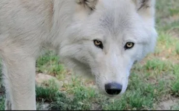 Quiz Loups