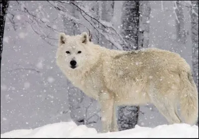 Quelle est l'esp&eacute;rance de vie moyenne d'un loup arctique en libert&eacute; ?