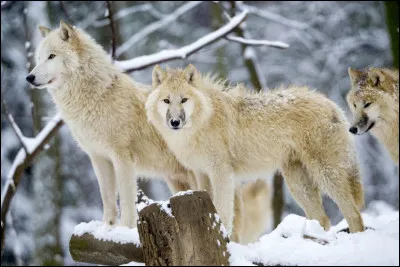 Quel est le mode de vie social du loup arctique ?