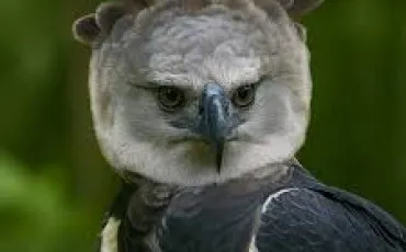 Quiz Aigles