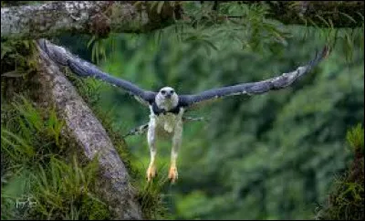 Quel est l'envergure de ses ailes ?