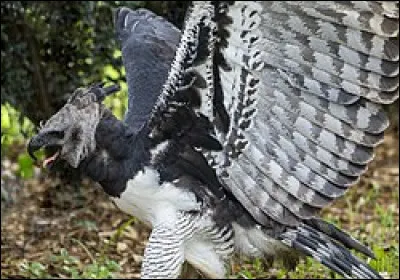 Vrai ou faux ?La harpie est le plus puissant oiseau au monde.
