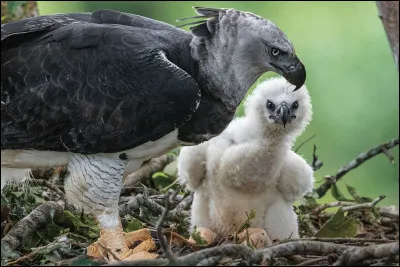 Quelle taille fait un nid de harpie ?