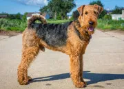 Quiz L'airedale terrier ?