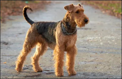 Quelle est la taille au garrot d'un airedale terrier m&acirc;le adulte ?