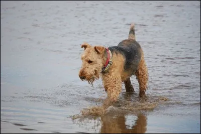 Et quelle est la taille au garrot d'un airedale terrier femelle adulte ?