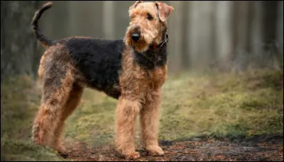 Pour quoi l'airedale terrier est-il souvent destin&eacute; en Angleterre ?
