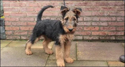 L'airedale est un chien de nature d&eacute;sob&eacute;issante, vrai ou faux ?