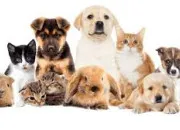 Test Quel animal de compagnie te correspond ?