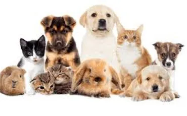 Quiz Animaux