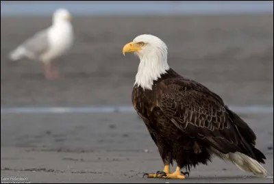 Quelle est l'esp&eacute;rance de vie d'un pygargue &agrave; t&ecirc;te blanche en libert&eacute; ?