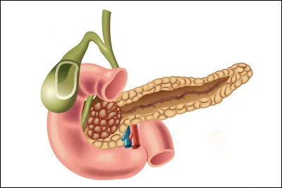Quel organe produit l'insuline ?
