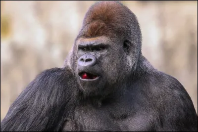 Quel est le plus grand primate du monde ?