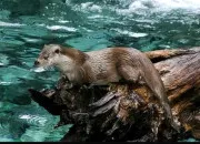 Quiz La loutre européenne