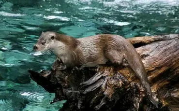 Quiz Animaux